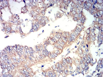 RUNX3 Antibody (clone 7E2B8)