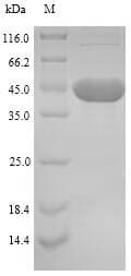 Mycoplasma hyopneumoniae 46 kDa surface antigen Protein (Recombinant 6His, N-terminus)