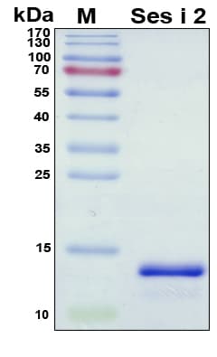 Sesamum indicum Ses i 2 Protein (Recombinant His, N-Terminal)