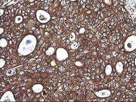 Monoclonal Mouse anti-Human COX6C Antibody (clone OTI4B11, Carrier-free, IHC, IF, WB)