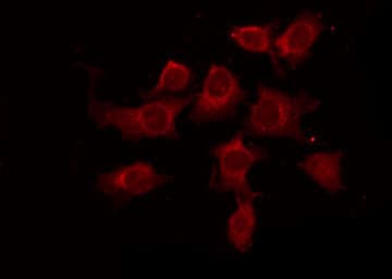 BCL2L1 / BCL-XL Antibody