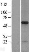 SNPH Protein (Over-Expression Lysate Myc-DDK (Flag))