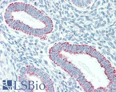 IHC-plus™ ARG1 / Arginase 1 Antibody