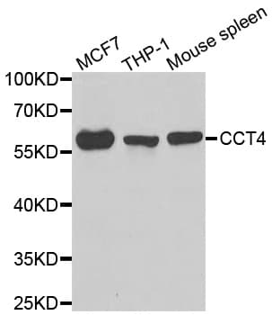 CCT4 / SRB Antibody