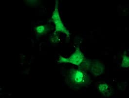 LCMT1 Antibody (clone OTI4A5, Carrier-free)