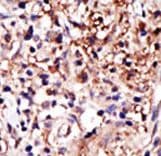 CAPRIN1 Antibody (aa615-649)