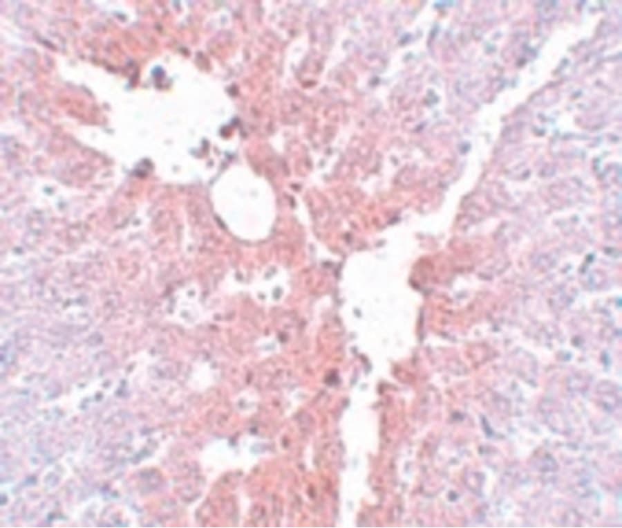 Polyclonal Rabbit anti-Human KLF4 Antibody (IHC, WB)