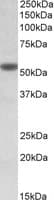 IHC-plus™ CHRNA5 Antibody (aa369-380)