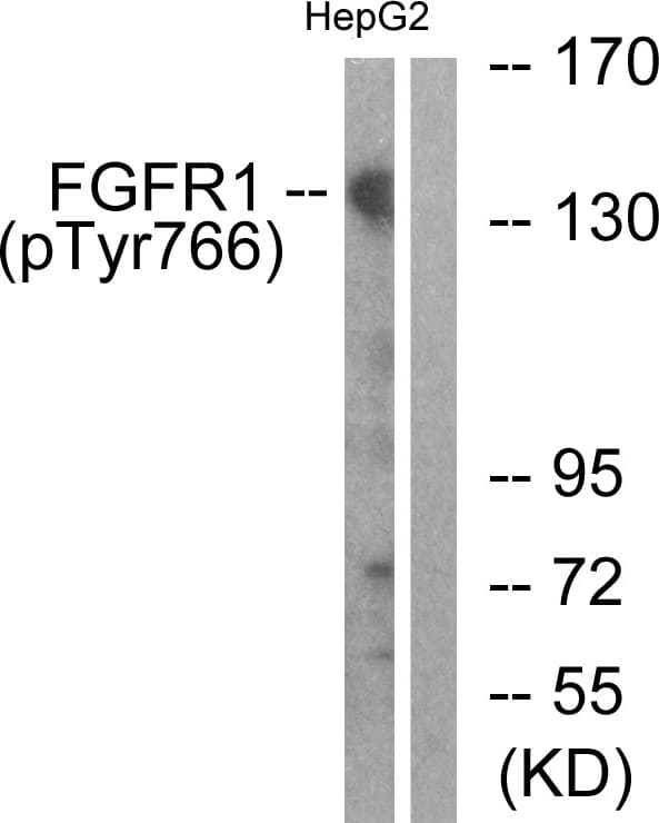 FGFR1 / FGF Receptor 1 Antibody (phospho-Tyr766)