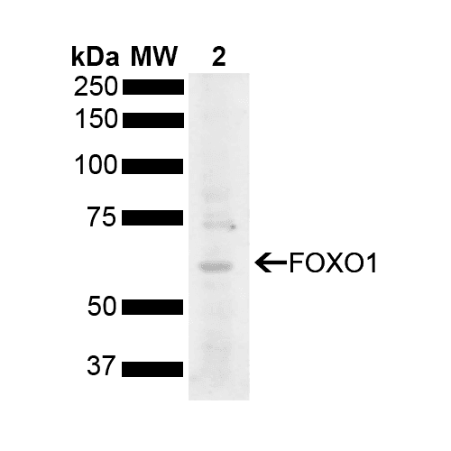 FOXO1 / FKHR Antibody (PerCP)