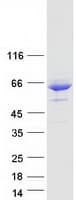 Human MLIP Protein (Recombinant Myc-DDK (Flag))
