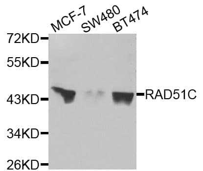 RAD51C Antibody
