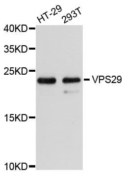 VPS29 Antibody