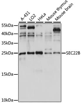 SEC22B Antibody