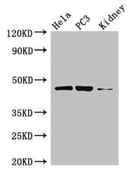 GSK3B / GSK3 Beta Antibody