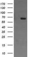 CD105 Antibody (clone OTI3D5, Carrier-free)