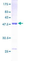 Human DUSP13 Protein (Recombinant GST)