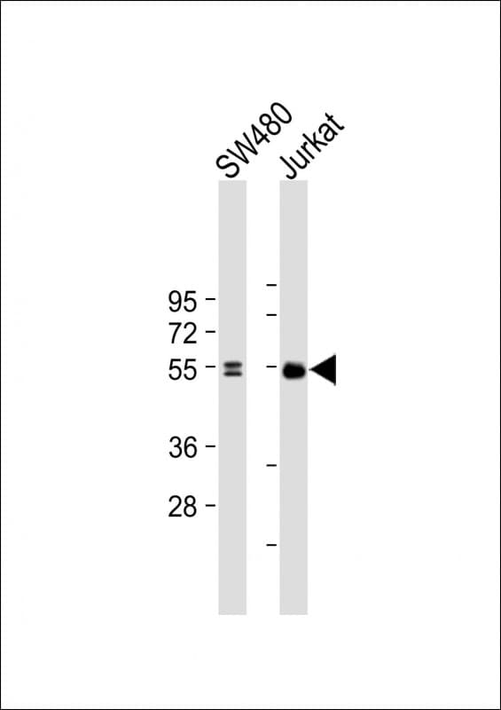LEF1 Antibody (clone 1866CT561.78.3)