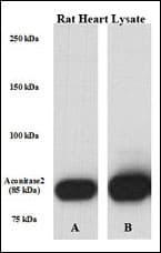 IHC-plus™ ACO2 / Aconitase 2 Antibody (aa438-467)