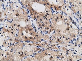 CRYM Antibody (clone 1G7, Carrier-free)