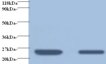 RBP4 Antibody (HRP)