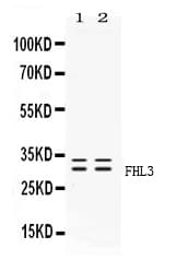 FHL3 Antibody
