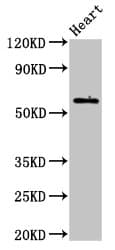 BCL3 / BCL-3 Antibody