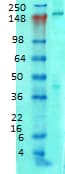 IHC-plus™ ANK2 / Ankyrin B Antibody