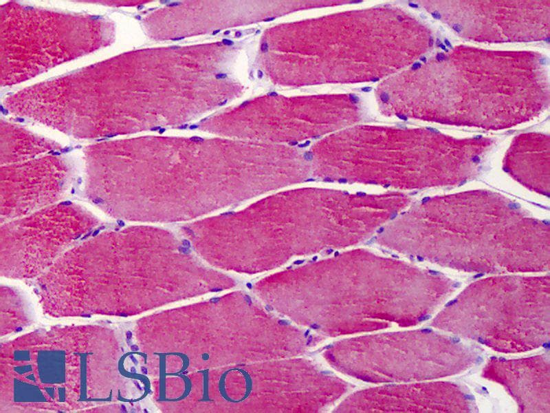 PathPlus™ Actin Antibody (aa326-375)