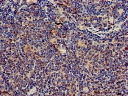 CD247 / CD3 Zeta Antibody
