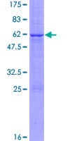 Human CER1 Protein (Recombinant GST)