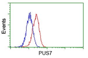 PUS7 Antibody (clone OTI4C6, Carrier-free)