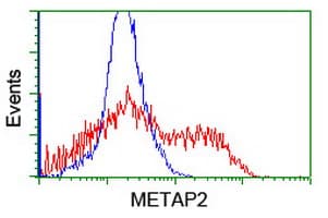 METAP2 Antibody (clone OTI1F6)