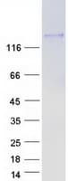 Human KIF4B Protein (Recombinant Myc-DDK (Flag))