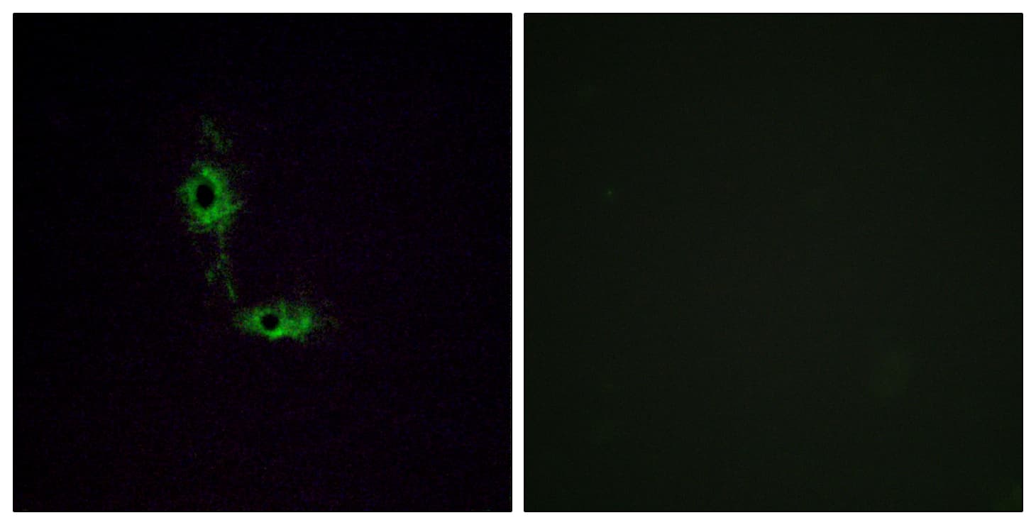 IHC-plus™ GRIA1 / GLUR1 Antibody (aa816-865)