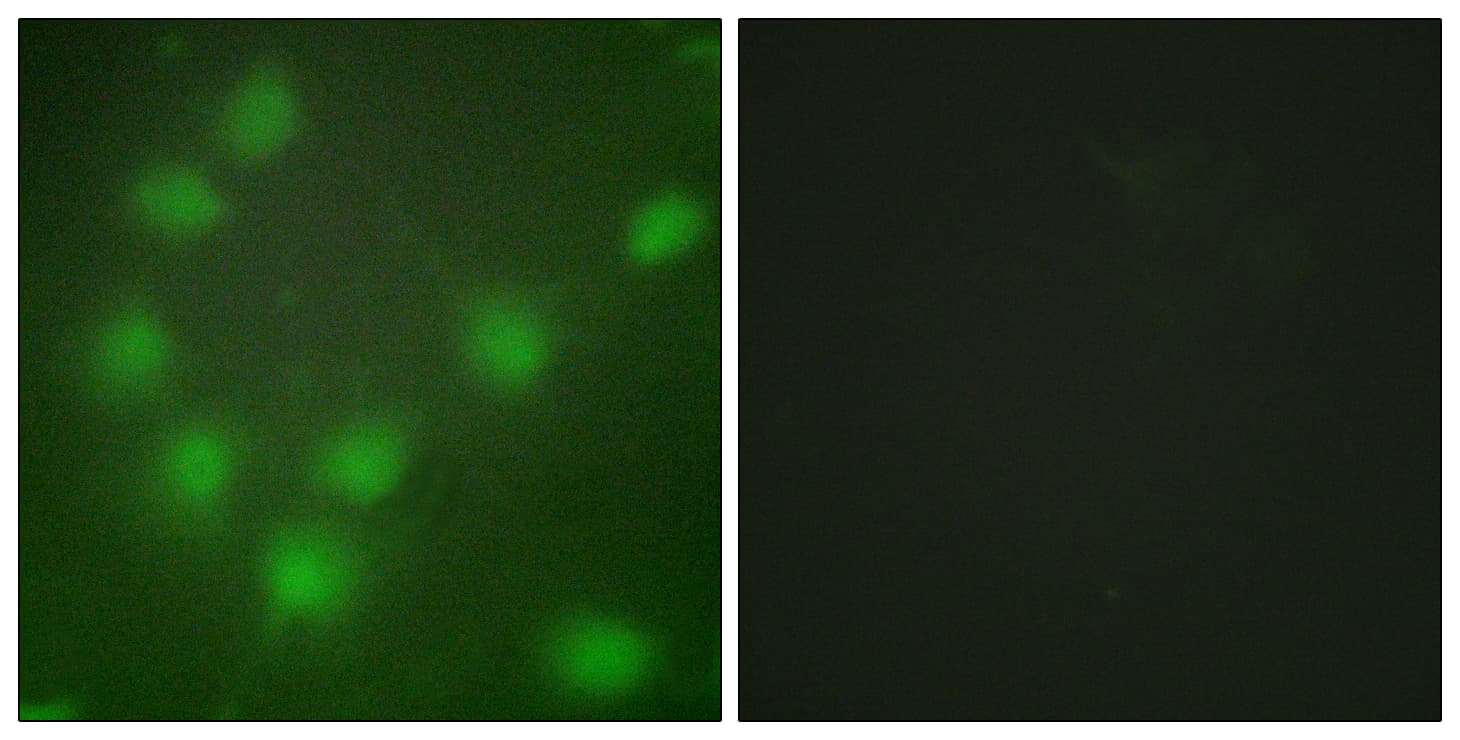 HOXA11+HOXD11 Antibody (C-Terminus)