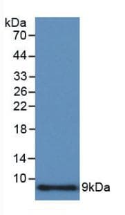 CCL3 / MIP-1-Alpha Antibody