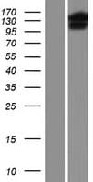 URG4 / URGCP Protein (Over-Expression Lysate Myc-DDK (Flag))