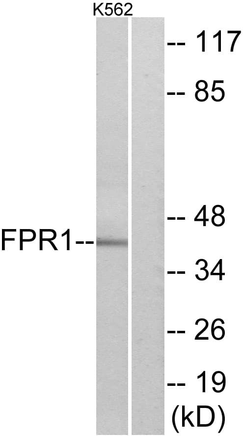 IHC-plus™ FPR1 / FPR Antibody (aa155-204)