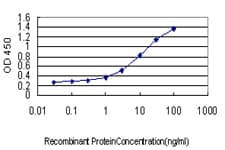BAG1 / BAG-1 Antibody (clone 4C10)