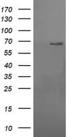 RPN1 / Ribophorin I Antibody (clone OTI5B1, Carrier-free)