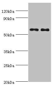 Polyclonal Rabbit anti-Human NELFCD / TH1L / TH1 Antibody (aa346-590, IHC, WB)