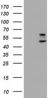 PHF21B Antibody (clone OTI3D1)