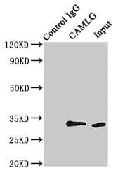 CAMLG / CAML Antibody