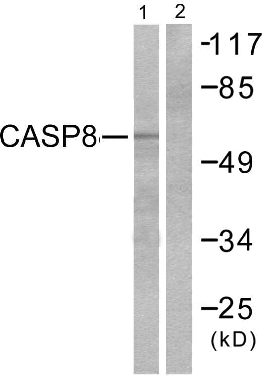 CASP8 / Caspase 8 Antibody (p347)