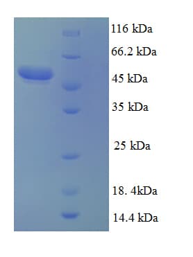 Human CD40L Protein (Recombinant GST)