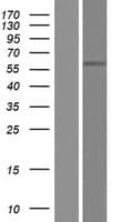 POTEA / POTE8 Protein (Over-Expression Lysate Myc-DDK (Flag))