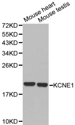 KCNE1 / MinK Antibody