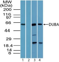 OTUD5 Antibody (aa550-600)