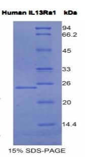 Human IL13RA1 / IL13R Alpha 1 Protein (Recombinant His)